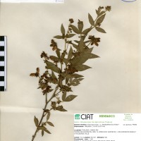 21111 herbarium