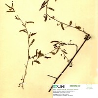 7281 herbarium