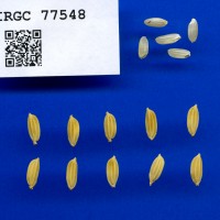 IRGC 77548 Seed Photo