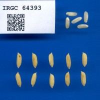 IRGC 64393 Seed Photo