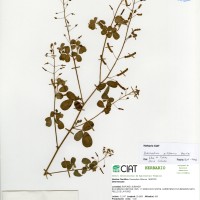 23124 herbarium