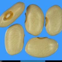 G3991 seed.jpg