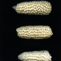 CIMMYTMA 8571 MEXI 577 BA23U-2903-33 E1.jpg