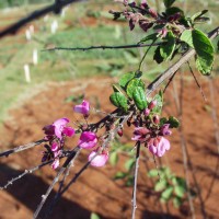 Pseudarthria hookeri 10082 infl.JPG
