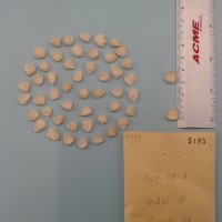 CIMMYTMA 5185 - Reference Inventory.jpg