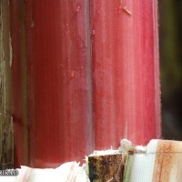 6.2.5 - Main underlying colour of the pseudostem (2018)