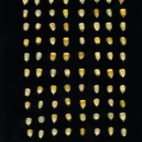 CIMMYTMA 16935 BOLI 1111 BA21U-2903-161 K_compress.jpg