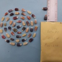 CIMMYTMA 7717 - Reference inventory.jpg