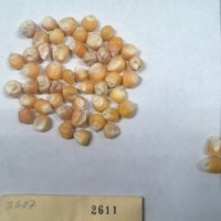 CIMMYTMA 2611 - Reference Inventory.jpg