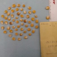 CIMMYTMA 5806 - Reference Inventory.jpg