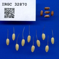 IRGC 32870 Seed Photo