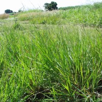 Urochloa brizantha 13462 (full plant1).JPG