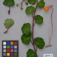CIP 203012 Herbarium1a
