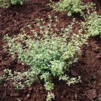 Stylosanthes scabra 11290.JPG