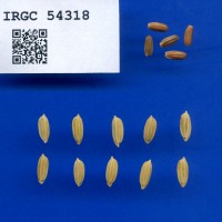IRGC 54318 Seed Photo
