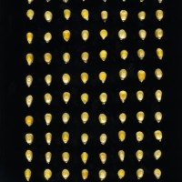 CIMMYTMA 18983 BOZM 1511 TC22U-2903-67 K.jpg