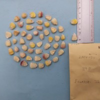 CIMMYTMA 8142 - Reference inventory.jpg