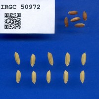 IRGC 50972 Seed Photo