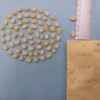 CIMMYTMA 8345 - Reference inventory.jpg