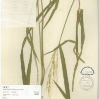 IRGC 100898 Herbarium