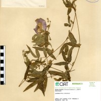 5472 herbarium