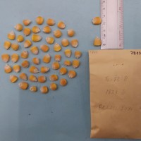 CIMMYTMA 7849 - Reference inventory.jpg