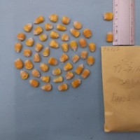 CIMMYTMA 7470 - Reference Inventory.jpg