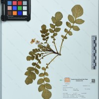 CIP 761346 herbarium