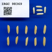 IRGC 98369 Seed Photo