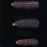 CIMMYTMA 16493 OAXA 83 BA21U-2903-169 E1_compress.jpg