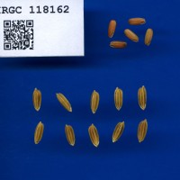 IRGC 118162 Seed Photo