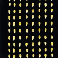 CIMMYTMA 26974 TLAX 461 BA23U-2903-52 K.jpg