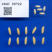 IRGC 39722 Seed Photo