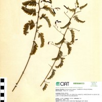 8231 herbarium
