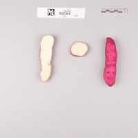 CIP 400292 (root).jpg