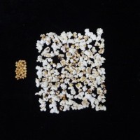 Popped and not popped comparison.jpg