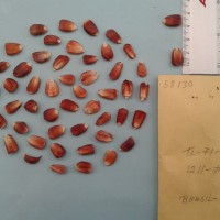 CIMMYTMA 5813 - Reference Inventory.jpg