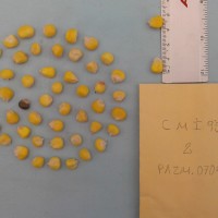 CIMMYTMA 19033 - Reference Inventory.jpg