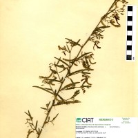 9937 herbarium
