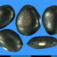 G25512B seed.jpg