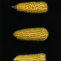 CIMMYTMA 5638 VERA 321 TC24U-2903-121 E.jpg