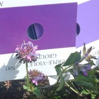 Trifolium tembense_7727 (3).jpg