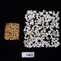 Popped and not popped comparison labeled.jpg