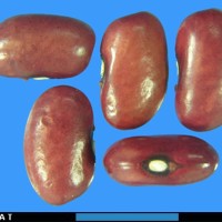 G7070 seed.jpg