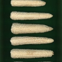 CIMMYTMA 1067 GUAT 244 AF19A-0903-56 C.jpg