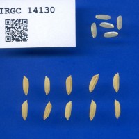 IRGC 14130 Seed Photo