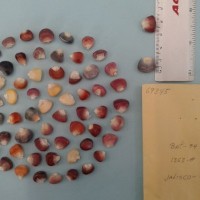 CIMMYTMA 6934 - Reference Inventory.jpg