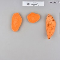 CIP 401150 (root).jpg