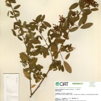 3958 herbarium