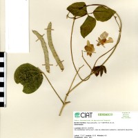 24072 herbarium